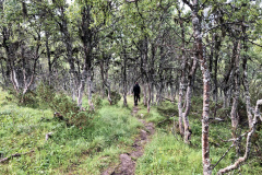 På väg ner, nedanför trädgränsen.