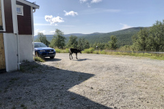 Kolla vilken gullig ren.